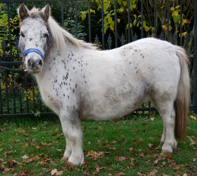 Shetland Ponys, Stute in Dorsten