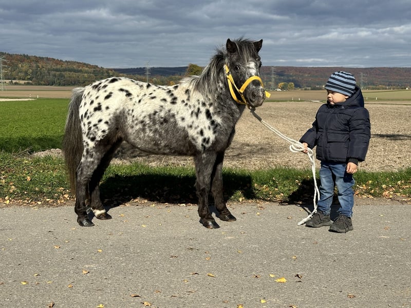 Shetland Ponys, Stute in Riedlingen