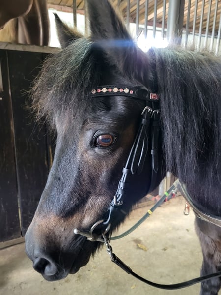 Shetland Ponys, Stute in Molbergen