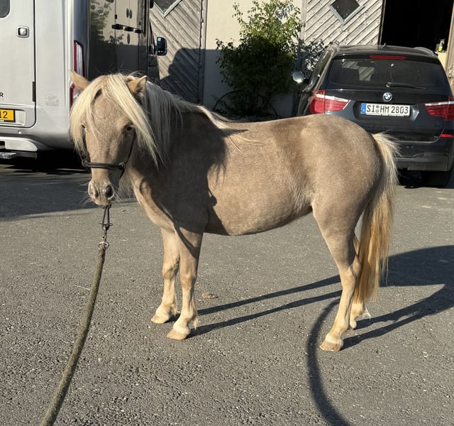Shetland Ponys, Stute in Daleiden