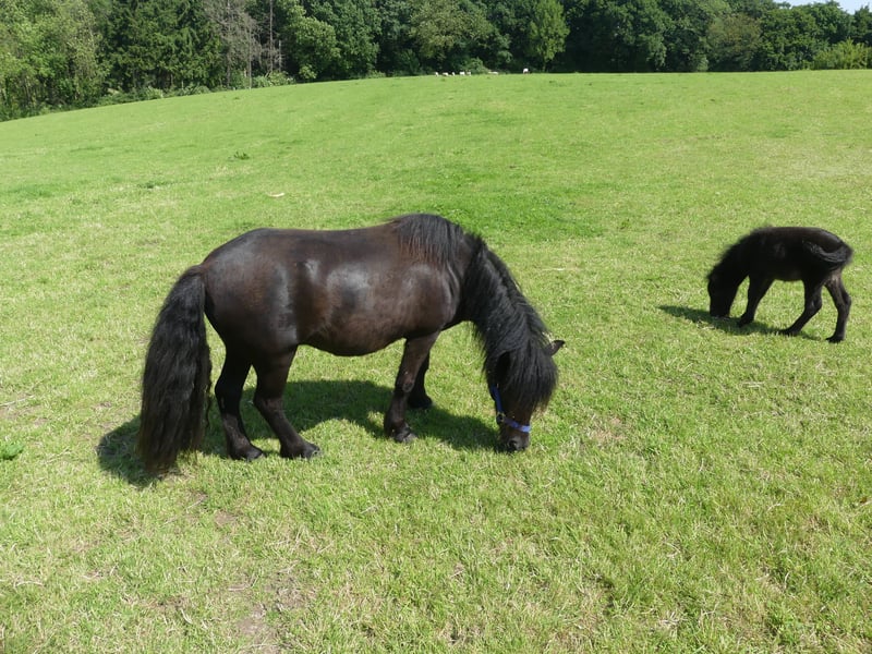 Shetland Ponys, Stute in Velbert