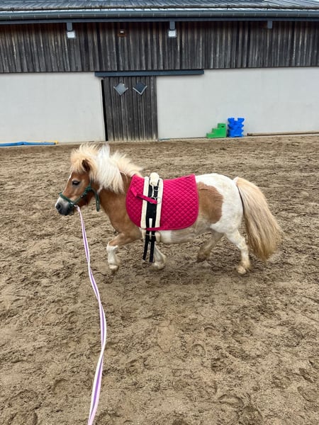 Shetland Ponys, Stute in Daleiden