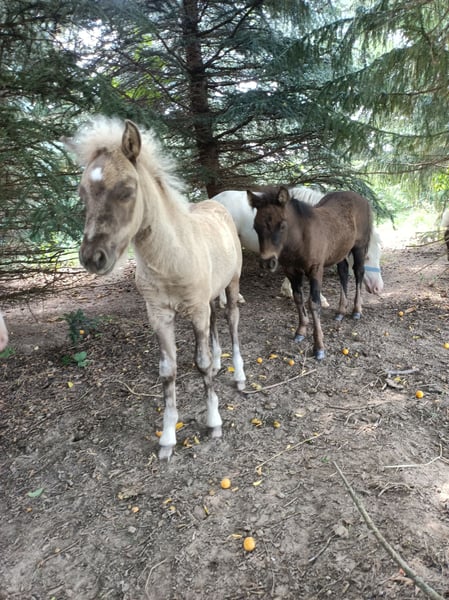 Shetland Ponys, Stute in Naundorf