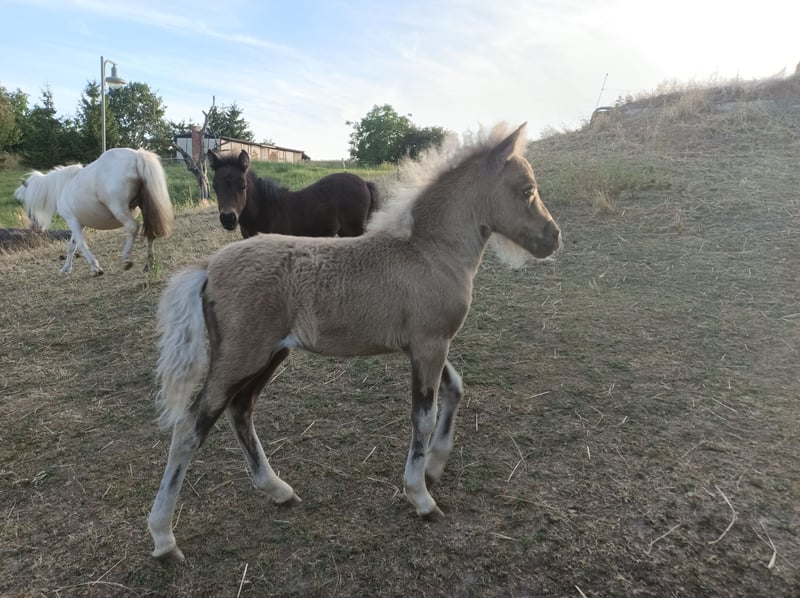 Shetland Ponys, Stute in Naundorf