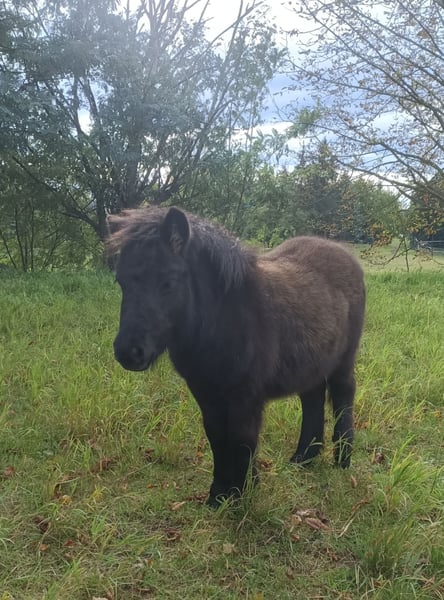 Shetland Ponys, Stute in Mügeln
