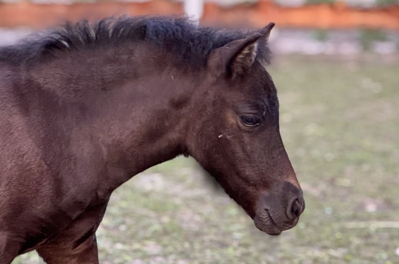 Shetland Ponys, Stute in Groß Molzahn