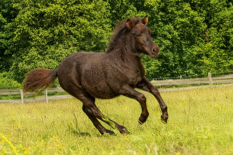 Shetland Ponys, Stute in Groß Molzahn