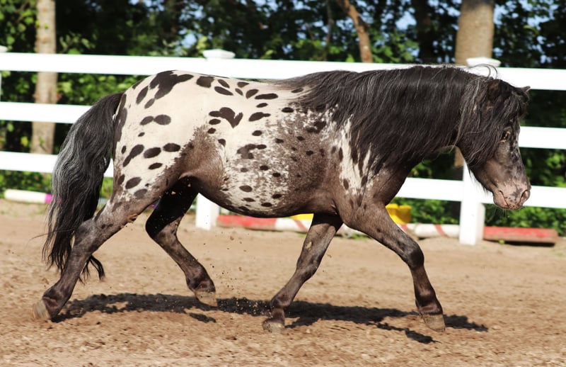 Shetland Ponys, Wallach in Oberlangen