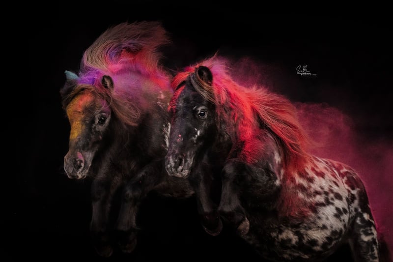 Shetland Ponys, Wallach in Oberlangen