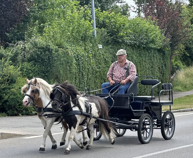 Shetland Ponys, Wallach in Riedlingen