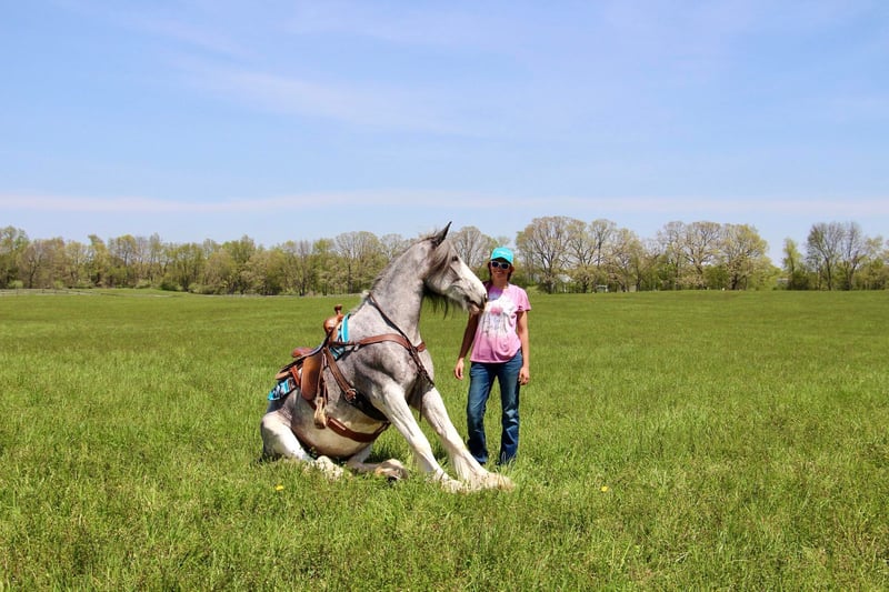 Shire Horse Mare 11 years 16,2 hh Sabino in Highland MI