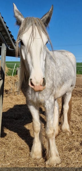 Shire Horse, Stute in Bad Füssing