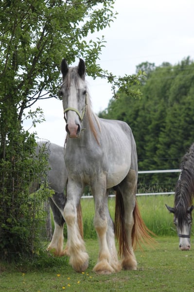 Shire Horse, Wallach in Bad Füssing