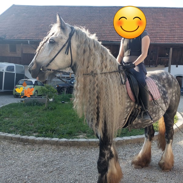 Shire Horse Wallach 8 Jahre 175 cm Apfelschimmel in Bad Füssing