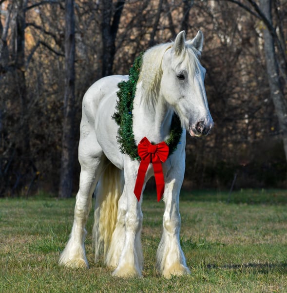 Shire Wałach 11 lat 183 cm Biała in Ewing KY