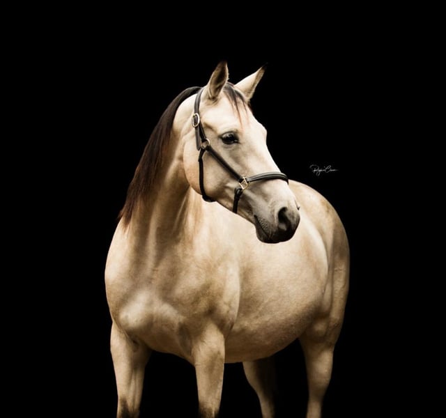 Sonstige Rassen, Stute in Rotenburg an der Fulda