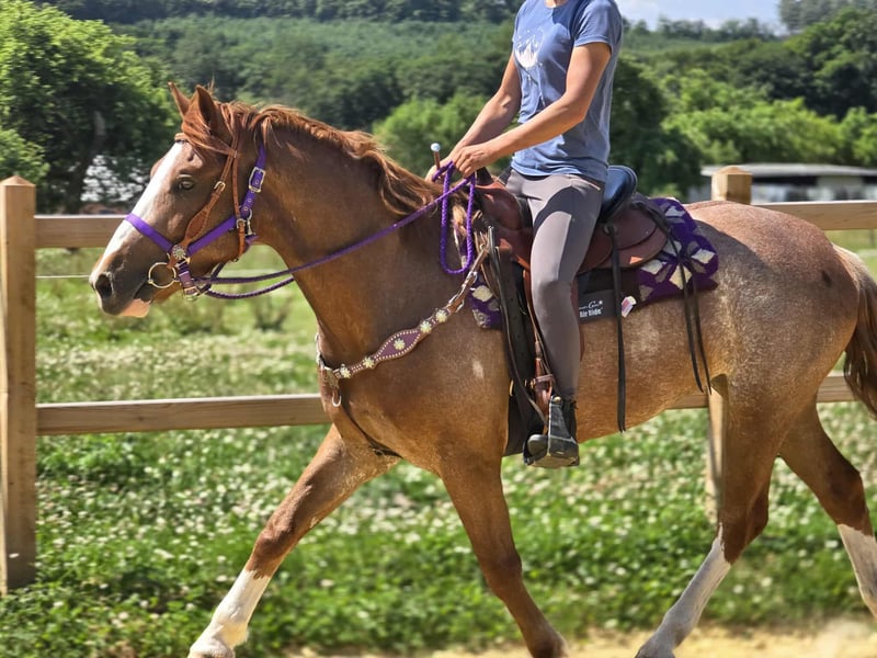 Sonstige Rassen, Stute in Linkenbach