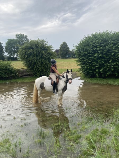 Sonstige Rassen, Stute in Zülpich