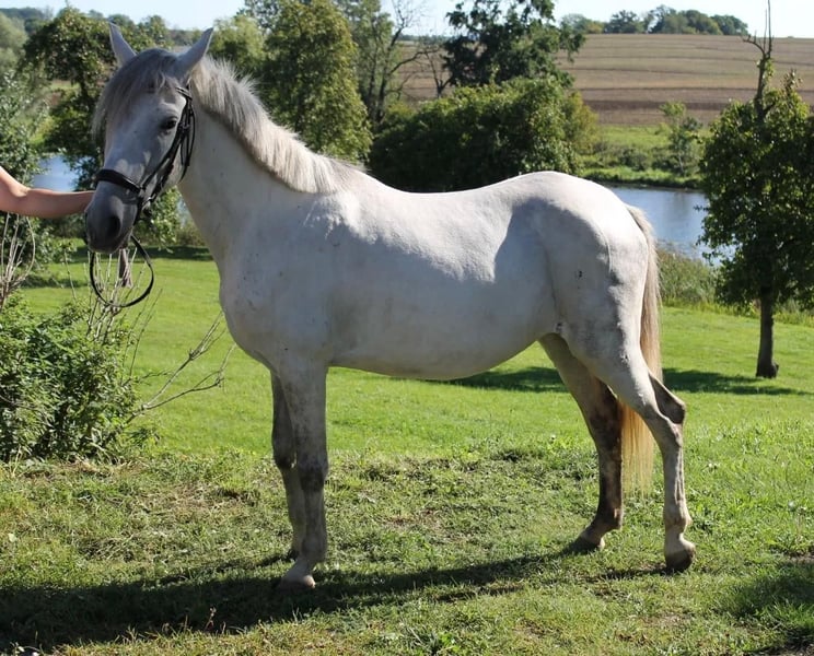 Sonstige Rassen, Stute in Neu Gaarz