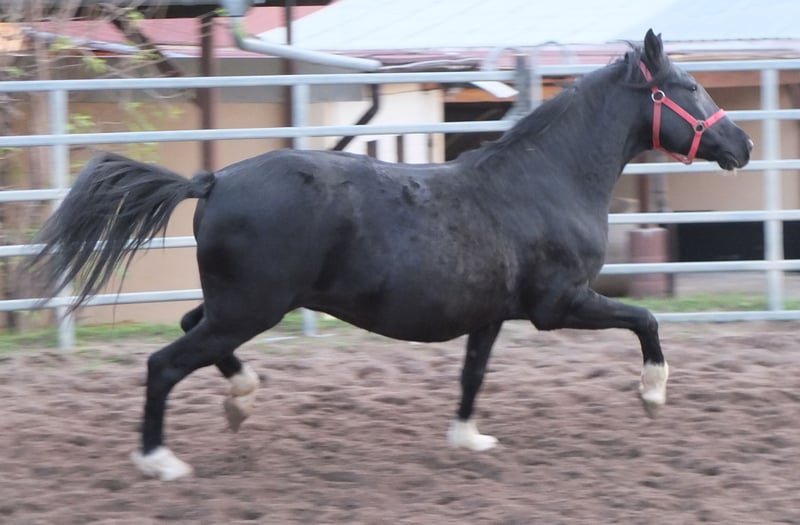 Sonstige Rassen, Stute in Ellersleben