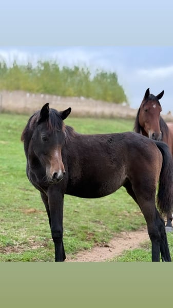 Sonstige Rassen, Stute in Rotenburg an der Fulda