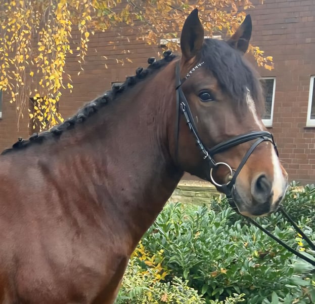 Sonstige Rassen, Wallach in Hopsten