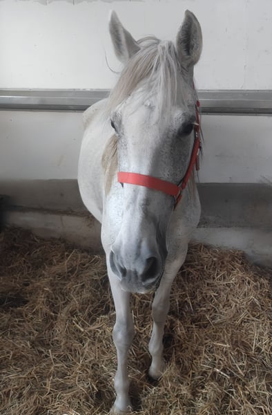 Spanisches Sportpferd, Stute in Lage