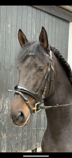 Spanisches Sportpferd, Stute in Sprockhövel