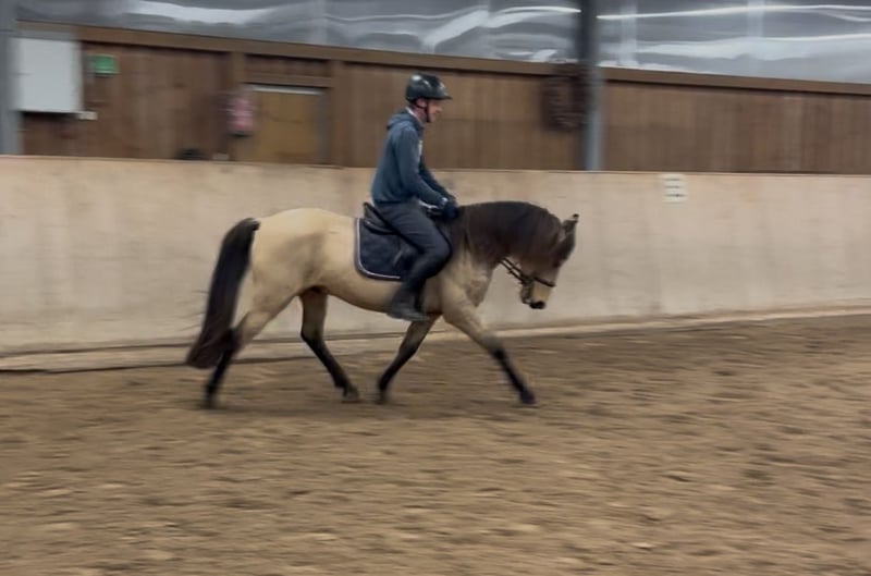 Spanisches Sportpferd, Wallach in Leipzig