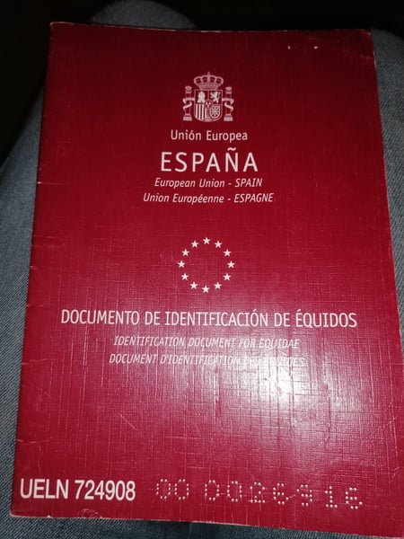 Spanisches Sportpferd, Wallach in Penig