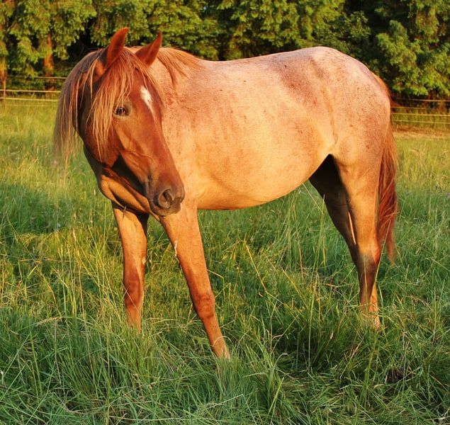 Speed Racking Horse, Stute in Saarland