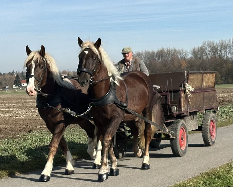Süddeutsches Kaltblut, Wallach in Riedlingen
