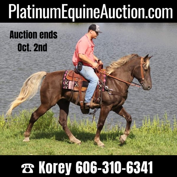 Tennessee walking horse Gelding 14 years 16 hh Brown in Whitley City Ky