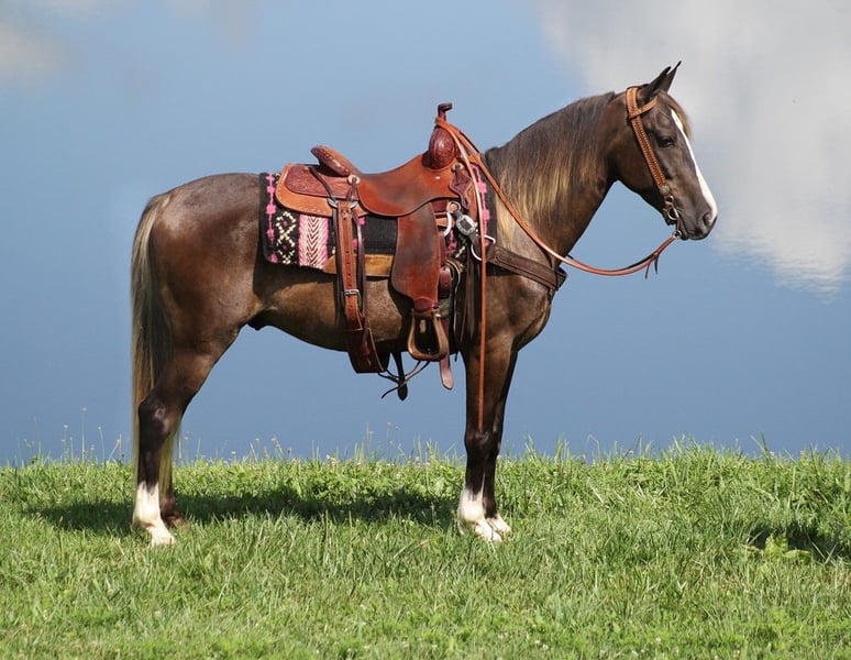 Tennessee walking horse Gelding 5 years 14 hh Brown-Light in Whitley City KY