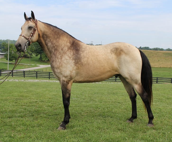 Tennessee Walking Horse Wallach 16 Jahre 157 cm in Emory TX