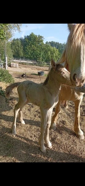 Tinker, Hengst in Issum