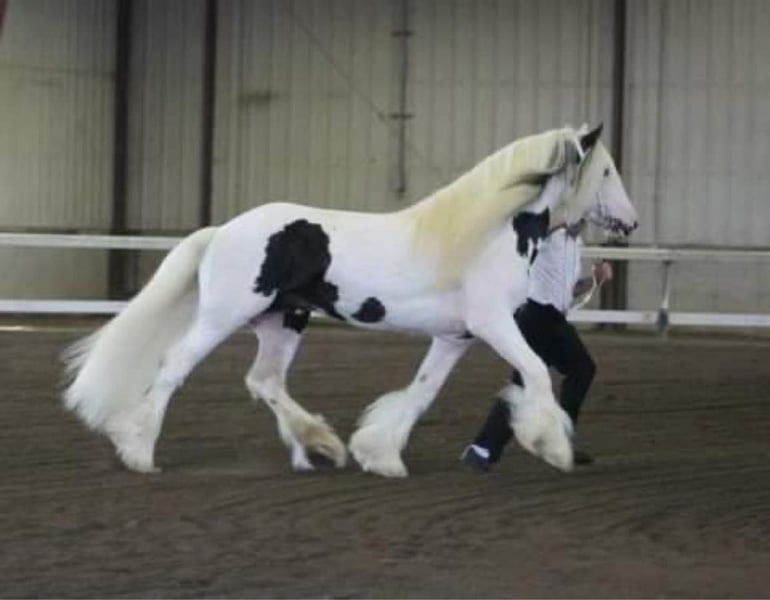 Tinker Hengst 20 Jahre 163 cm in Allentown, NJ