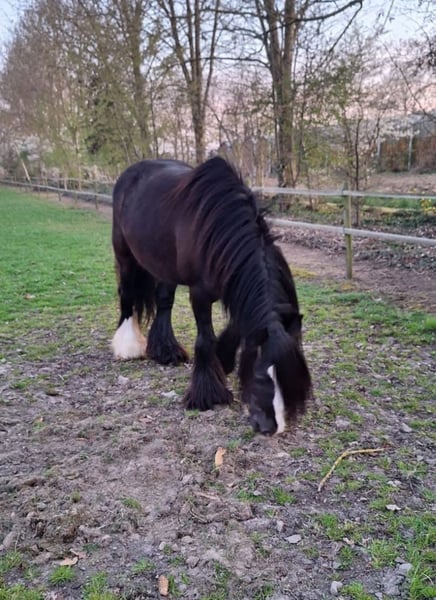Tinker, Stute in Linkenbach