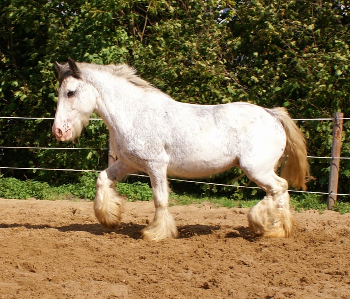 Tinker, Stute in Velpke