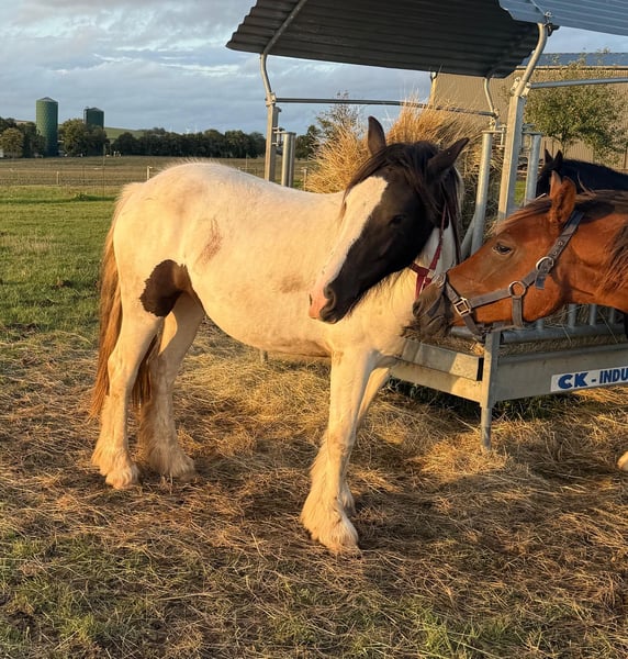Tinker, Stute in Daleiden