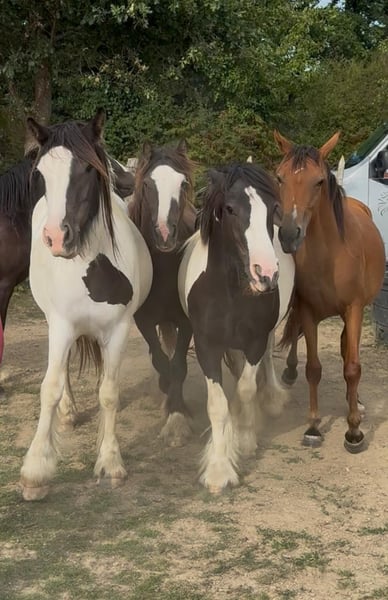 Tinker, Stute in Daleiden