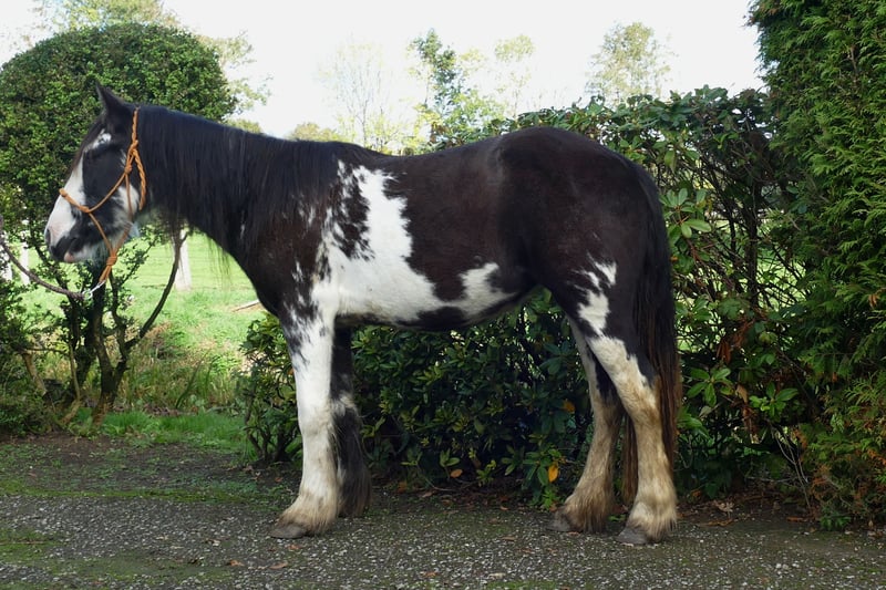 Tinker, Stute in Lathen