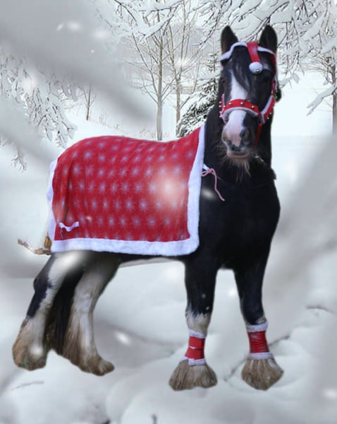 Tinker, Stute in Velpke