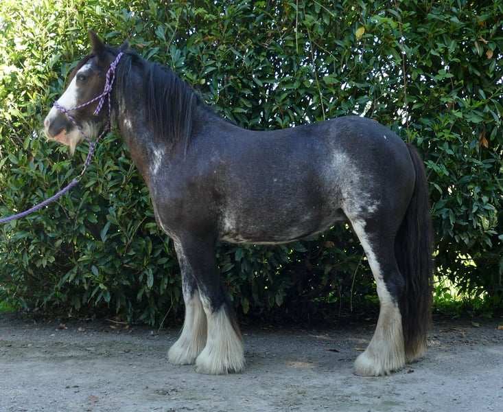 Tinker, Stute in Lathen