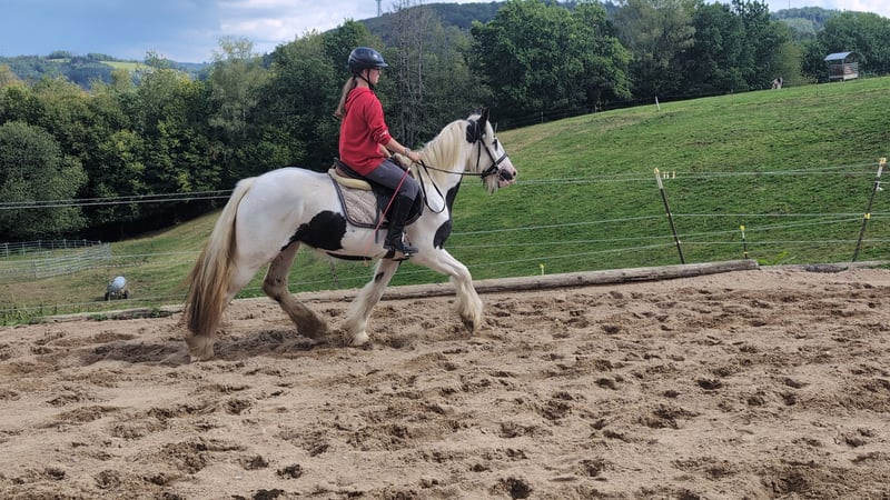 Tinker, Stute in Morsbach