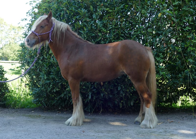 Tinker, Stute in Lathen