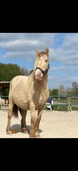 Tinker, Stute in Issum