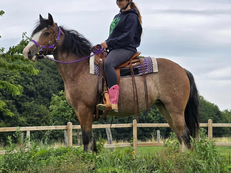 Tinker, Stute in Linkenbach