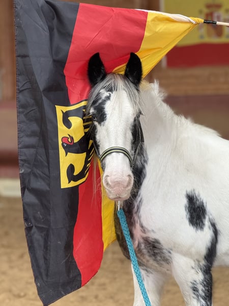 Tinker, Stute in Achstetten