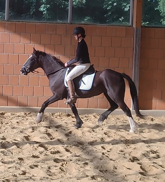 Tinker, Stute in Lage